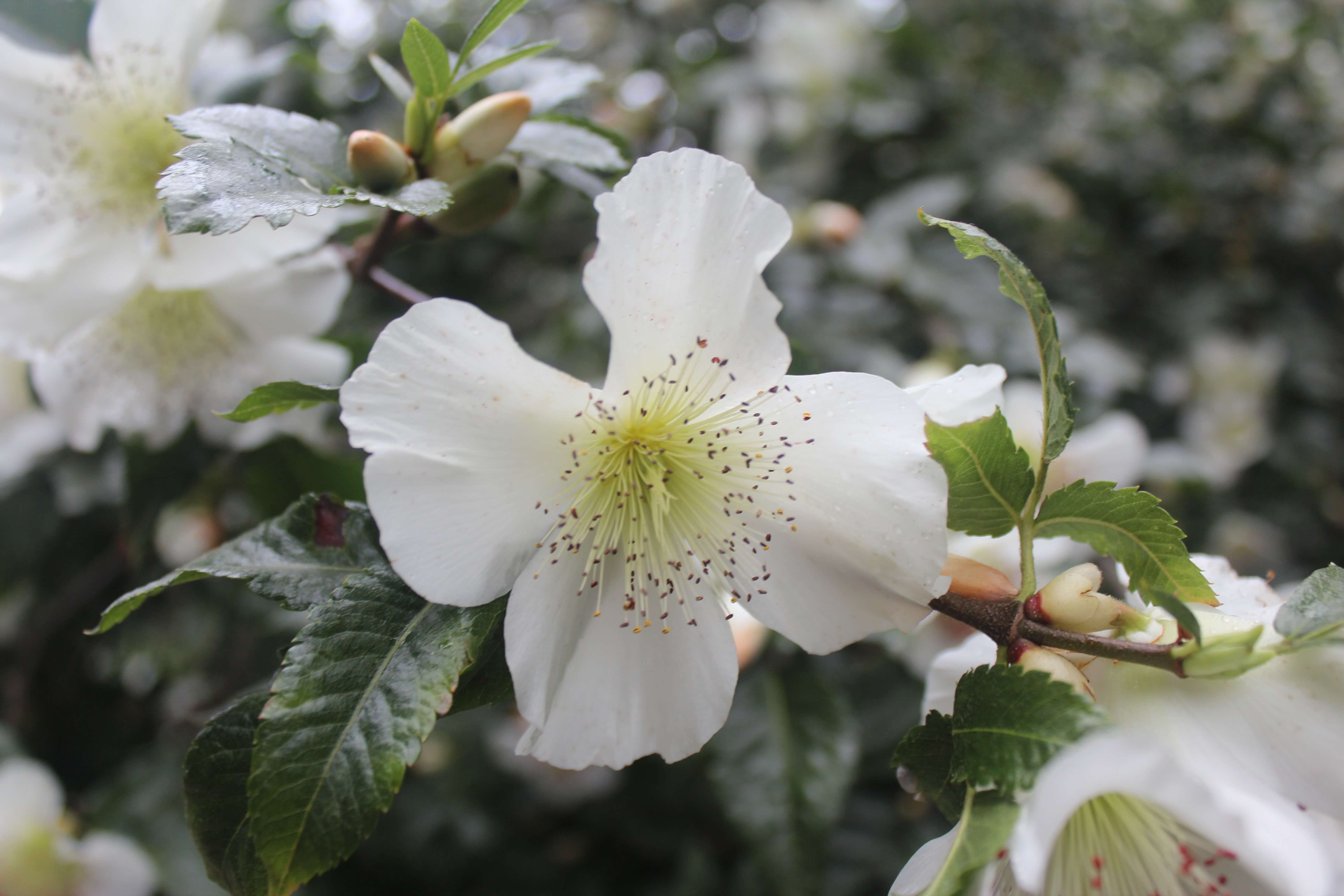 White flowers in spring, expressing purity. 